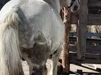 Cavalo, Vladimir heavy draft — foto 2