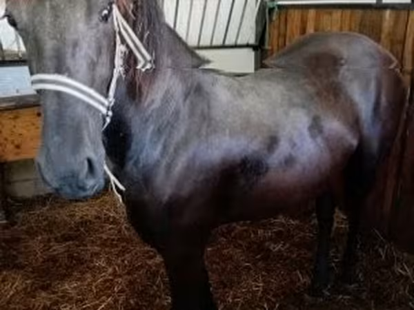 Égua, Friesian