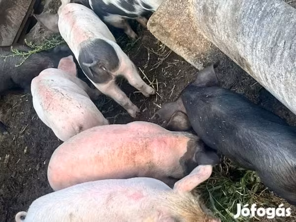 Boar, Гемпшир