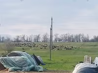 Brebis, Edilbay sheep — photo 2