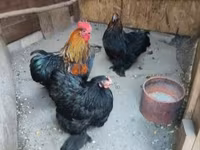 Chickens — photo 2