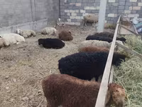母羊, Tian-Shan semifinewool sheep — 照片 4