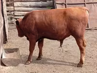 Bull, Cattle — photo 5
