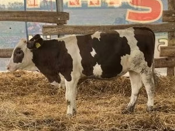 Toro, Russian Black pied cattle