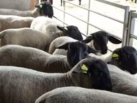 भेड़, White Suffolk sheep — फ़ोटो 1