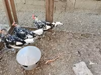 Гамбургская — сүрөт 2
