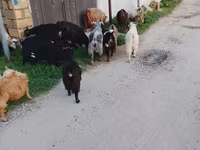 Kozy (šarže, pohlaví neuvedeno), Kozy — foto 2