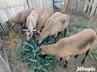 Brebis, Cameroon sheep — photo 3