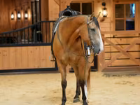 Hengst, Quarter Horse — Foto 3