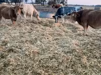 Vache, Simmental cattle — photo 2