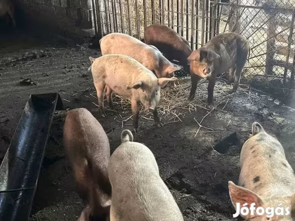 Prasata (šarže, pohlaví neuvedeno), Prasata