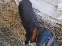 عنزة, Nubian Goat — الصورة 1