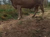 Krowa, Swiss cattle — zdjęcie 3