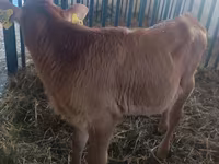 Cow, Cattle — photo 2