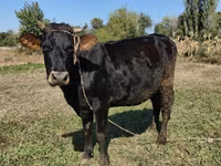 Krowa, Rasa alatauska — zdjęcie 1