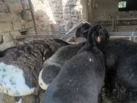 كبش, Rhon sheep — الصورة 2