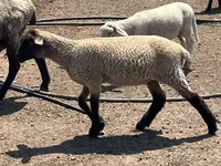 Bélier, Hampshire sheep — photo 3