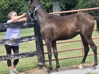 Cheval, Rocky Mountain Horse — photo 5