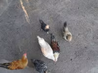 Japanisches Bantam — Foto 3