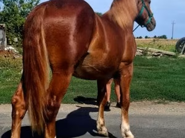 Horse (M), Horses