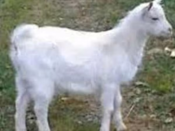 Boucs, Saanen goat