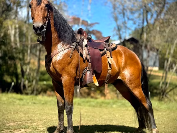 Caballo, Tennessee Walking Horse