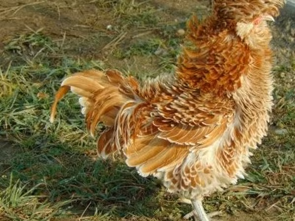 Padovana