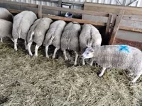 Bélier, Beltex sheep — photo 1