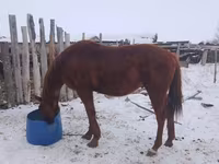 Horse (M), Russian Don — photo 3