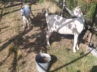 Chèvre, LaMancha goats — photo 1