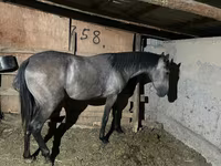 Jument, Thoroughbred horse — photo 2