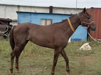 Caballo, Arabian horse — foto 5
