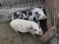 Boar — photo 2