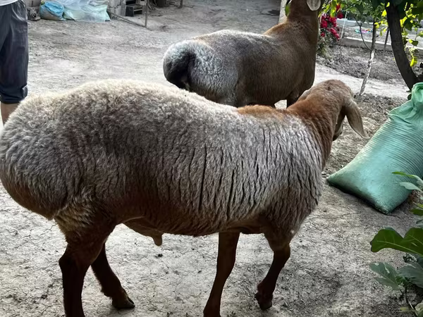 绵羊（批次，未指定性别）, Sheep