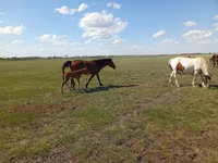 فرس, Kinsky horse — الصورة 1