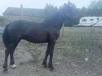 Kůň, Friesian — foto 2