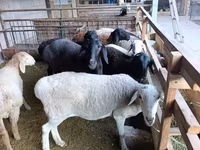 母羊, Rhon sheep — 照片 5