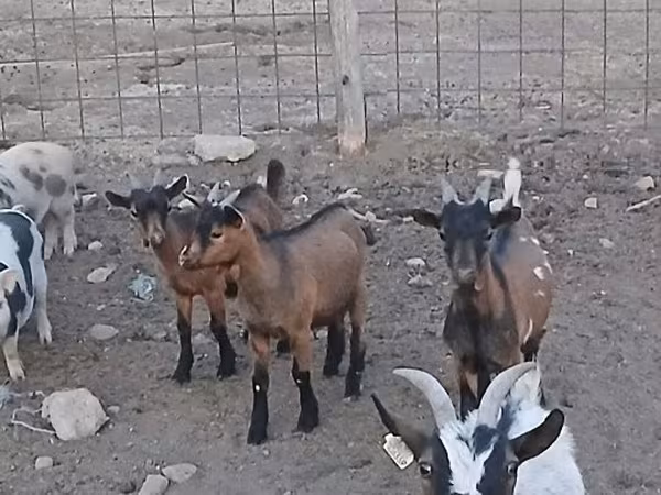 Bode, Pomellata goat