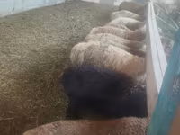 Brebis, Moutons — photo 6