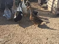 Ducks — Foto 2