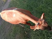 Bovinos (lote, sexo no especificado), Ganado vacuno — foto 4