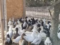 Ducks — Foto 1