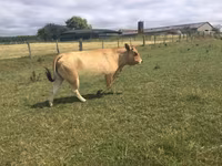 Vache, Partenaise cattle — photo 3