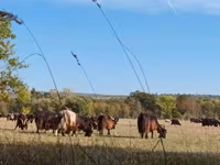 母牛, Cattle — 照片 2