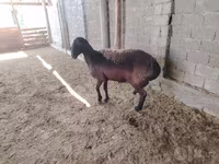 绵羊（批次，未指定性别）, Blackheaded Persian sheep — 照片 2