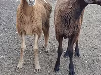 Billy Goat, Goats — photo 1