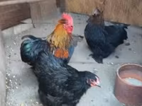 Chickens — الصورة 1