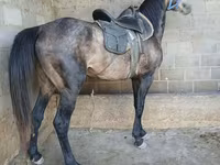 حصان, Arabian horse — الصورة 4