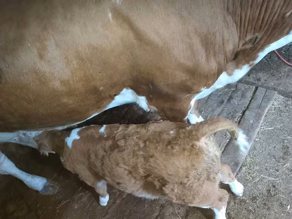 Vaca, Ganado vacuno