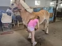Caballo, Haflinger — foto 7